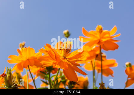 Bellissimi fiori cosmo sulla dolcemente sfondo sfocato in giardino Foto Stock