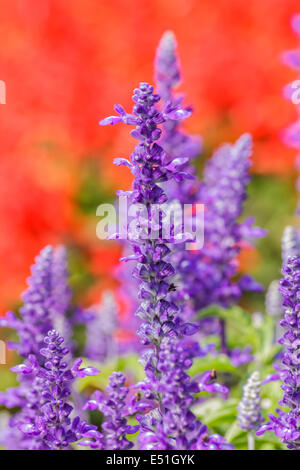 Salvia sclarea fiori fioritura di erbe in un giardino su dolcemente sfondo sfocato in giardino Foto Stock