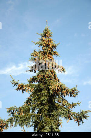 Colorado abete rosso con i coni Foto Stock