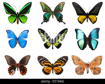 Farfalle tropicali Foto Stock