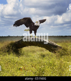 American Bald Eagle Foto Stock