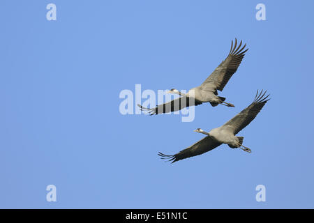 Gru grus grus, Germania Foto Stock