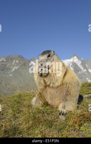 La marmotta, Austria, Europa Foto Stock