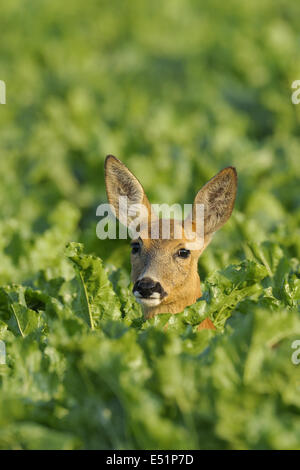 Il capriolo Capreolus capreolus, Germania Foto Stock