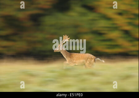 Daini, Cervus dama, Danimarca Foto Stock