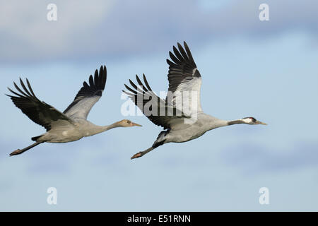 Gru europeo, grus grus Foto Stock