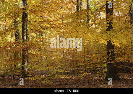 Foresta di faggio in autunno, Spessart, Germania Foto Stock