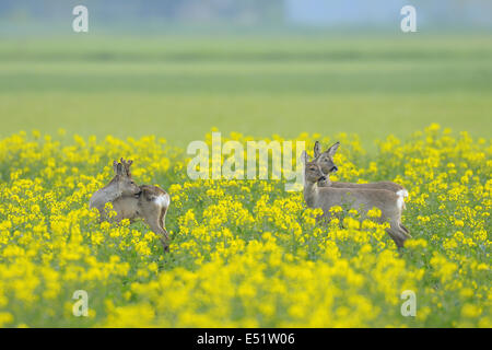 Caprioli in canola field, Germania Foto Stock