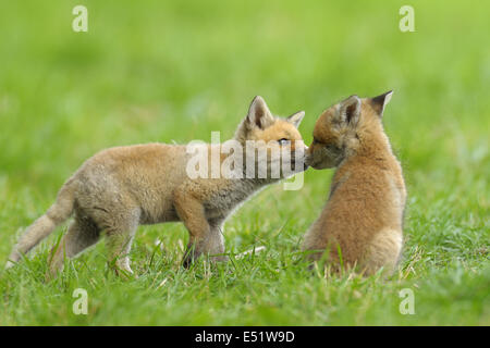 Giovani volpi rosse, Germania Foto Stock