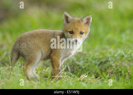 Giovani Red Fox, Germania Foto Stock