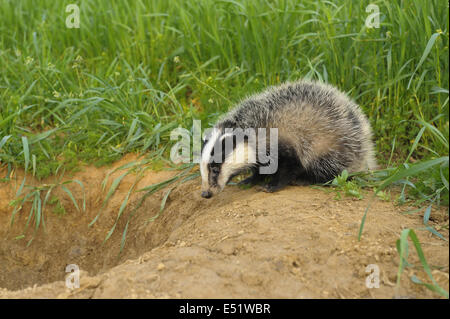 Unione badger, Meles meles, Germania Foto Stock