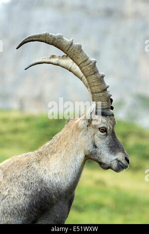 Wild alpine ibex - stambecco ritratto Foto Stock