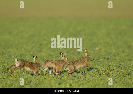 Marrone europeo lepri, Germania Foto Stock