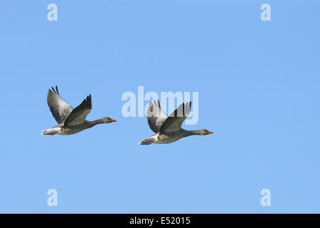 Graylag oche, Anser anser, Germania Foto Stock