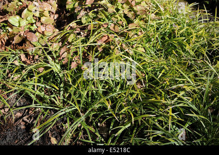 Carice giapponese Foto Stock