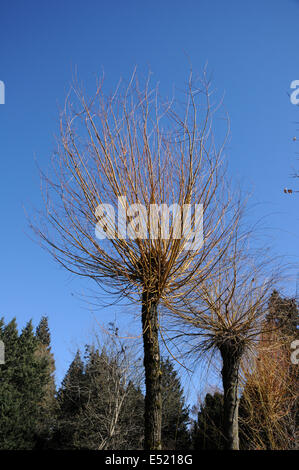 Willow Foto Stock