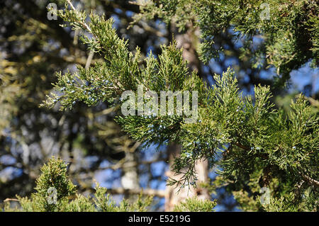 Virginian juniper Foto Stock