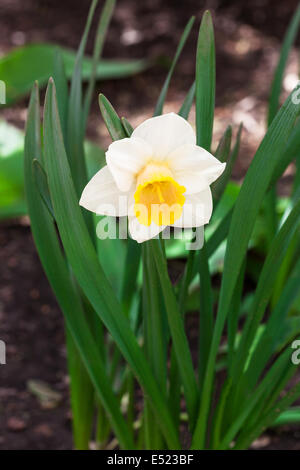 narcisi bianchi Foto Stock
