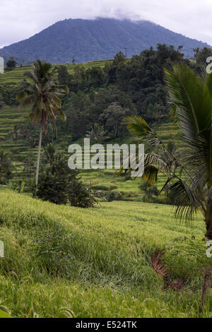 Jatiluwih, Bali, Indonesia. Risaie a terrazze. Palma da cocco a metà distanza. Foto Stock