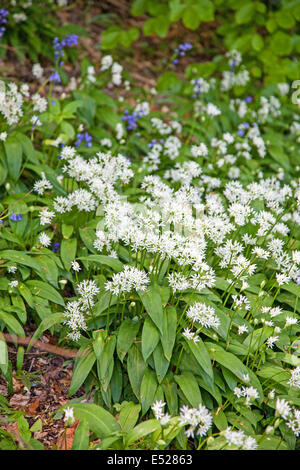 Ramsons (Allium ursinum) o aglio selvatico fiori Foto Stock