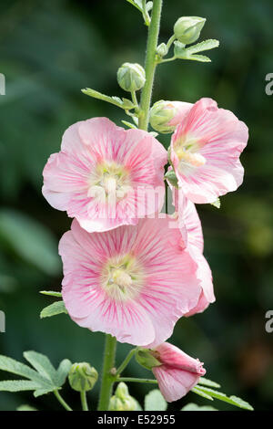 Alcea rosea, rosa Hollyhock fiori e boccioli in luglio in Northamptonshire, England, Regno Unito Foto Stock