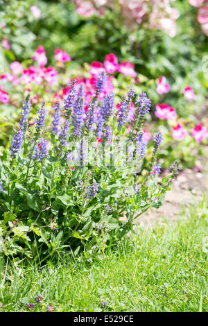 Salvia farinacea, Victoria Blue Salvia Foto Stock