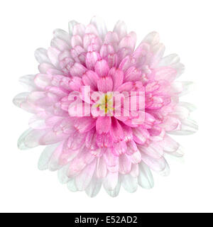 Rosa Fiore Dahlia - Rosa petali di colore bianco con isolati su sfondo bianco Foto Stock