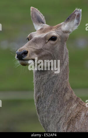 Ritratto di Bactrian o Bukhara deer Cervus elaphus bactrianus Highland Wildlife Park Kincraig Inverness Foto Stock