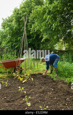 Un uomo in stivali di scavare nel terreno nel suo orto. Runner i fagioli piantati. Foto Stock
