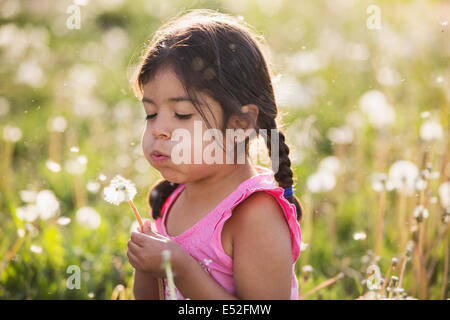 Un bambino in un campo di fiori, soffiando soffici semi off di un dente di leone seedhead orologio. Foto Stock