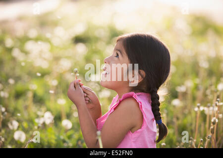 Un bambino in un campo di fiori, soffiando soffici semi off di un dente di leone seedhead orologio. Foto Stock