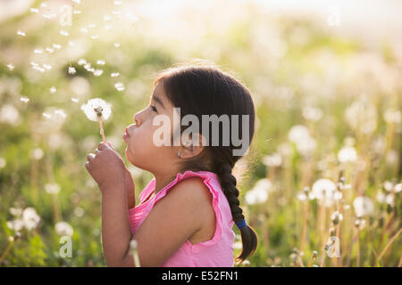 Un bambino in un campo di fiori, soffiando soffici semi off di un dente di leone seedhead orologio. Foto Stock