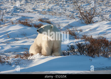 Un orso polare scavare una fossa di neve o di scavo per il cibo nella neve. Foto Stock