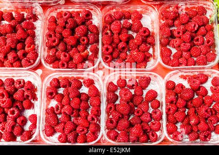 Rasberry sfondo da molte bacche mature close up Foto Stock