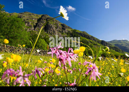 Tradizionale prati da fieno in testa al Langdale valley, Lake District, Regno Unito, sono alcuni dei migliori fiori selvatici prati da fieno a sinistra nel paese. Dopo la seconda guerra mondiale, Bretagna ha perso oltre il 95% della sua tradizionale prati da fieno, come gli agricoltori hanno convertito per insilato. Foto Stock