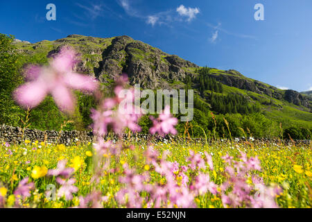 Tradizionale prati da fieno in testa al Langdale valley, Lake District, Regno Unito, sono alcuni dei migliori fiori selvatici prati da fieno a sinistra nel paese. Dopo la seconda guerra mondiale, Bretagna ha perso oltre il 95% della sua tradizionale prati da fieno, come gli agricoltori hanno convertito per insilato. Foto Stock