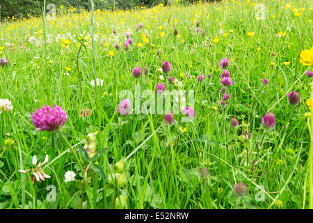 Tradizionale prateria fiori selvaggi con trifoglio e renoncules, England, Regno Unito Foto Stock