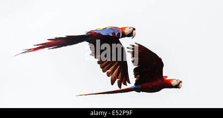 Coppia di scarlet macaw Ara macao in volo sopra la penisola di Osa in Costa Rica Foto Stock