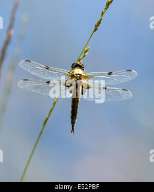 Quattro Spotted Chaser o Skimmer Libellula quadrimaculata a riposo su un lago gambo di erba Foto Stock