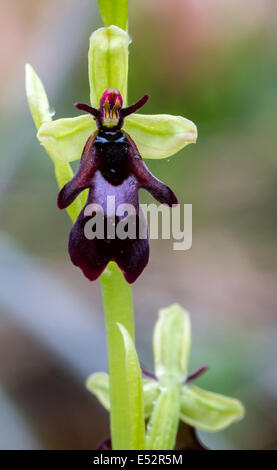 Fly Orchid Ophrys insectifera Avon Gorge vicino a Bristol REGNO UNITO Foto Stock