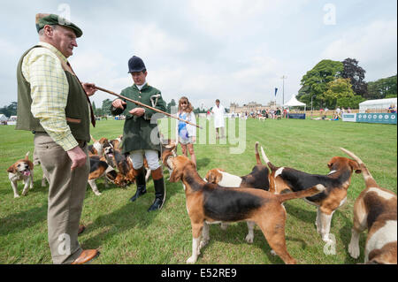 CLA Game Fair, il Palazzo di Blenheim, Oxfordshire, Regno Unito. Il 18 luglio 2014. In uno dei giorni più caldi dell'anno finora, il CLA annuale Fiera del gioco prende il via al Palazzo di Blenheim in Oxfordshire. Nella foto: Hounds sono riportati gli scarti di cibo dopo la loro visualizzazione presso la principale Arena. Credito: Lee Thomas/Alamy Live News Foto Stock