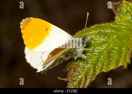 Maschio punta arancione farfalla, Anthocharis cardamines Foto Stock