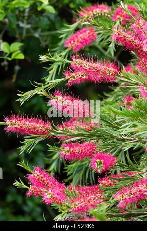 I picchi di fiori del crimson scovolino da bottiglia, Callistemon citrinus Foto Stock