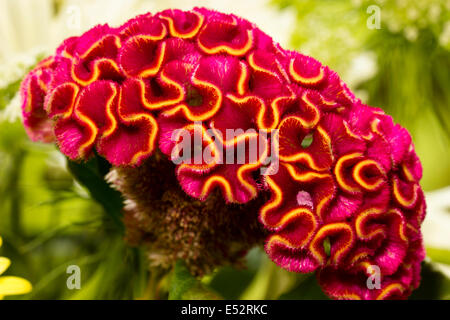 Cresta di gallo distintivo la piegatura della gara annuale, fiore Celosia argentea cristata var Foto Stock