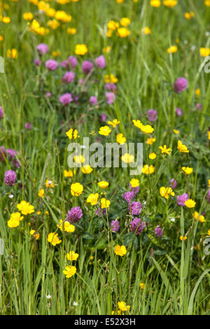 British prati fioriti con Renoncules e trifoglio, Gran Bretagna, Regno Unito Foto Stock