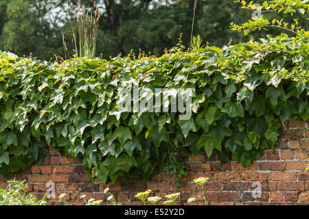 Edera che cresce su un muro di mattoni su un giardino in una giornata di sole Foto Stock