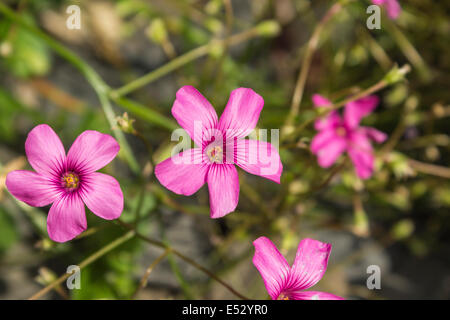 Piccola e bella fiori viola in una giornata di sole Foto Stock