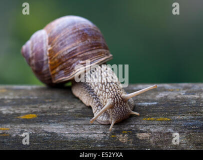 Romano o Lumache commestibili (Helix pomatia), Iseo, Italia Foto Stock