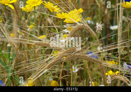 Dettaglio di steli di grano con la golden teste mature in un cornfield con mais Le calendule, mais camomilla, cornflowers. Foto Stock