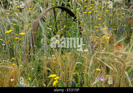 Un metallo vecchio cerchione di ruota in un tradizionale cornfield con fiori selvatici. Foto Stock